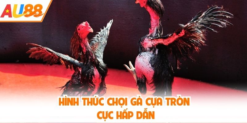 Hình thức chọi gà cựa tròn cực hấp dẫn